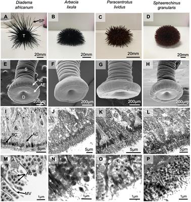 Interspecific Analysis of Sea Urchin Adhesive Composition Emphasizes Variability of Glycans Conjugated With Putative Adhesive Proteins